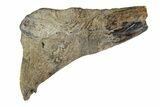 Fossil Enchodus Jaw Section - Texas #164786-1